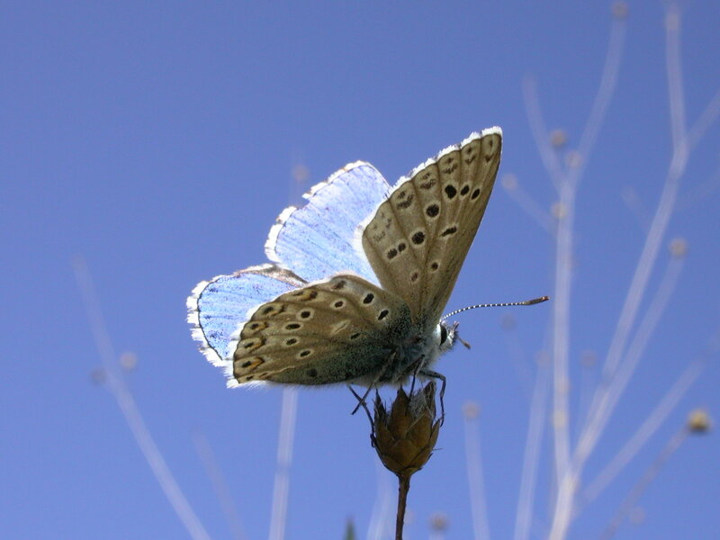 Blue Butterfly on Flower — Serene, Afternoon, Photograph, Sky