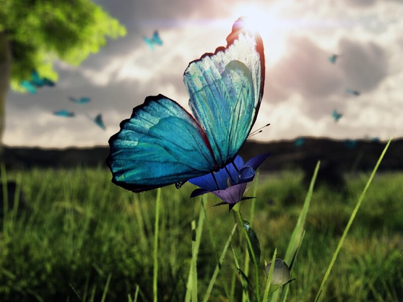 Blue Butterfly on Flower — Serene, Afternoon
