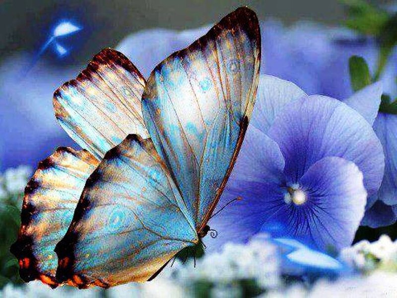 Blue Butterfly on Flower — Serene, Digital Art