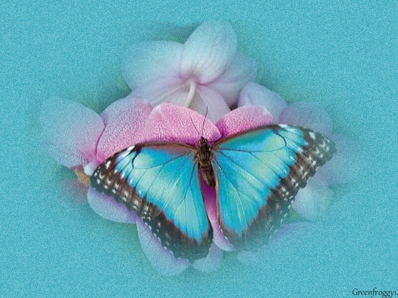Blue Butterfly on Flower — Serene, Photograph, Background