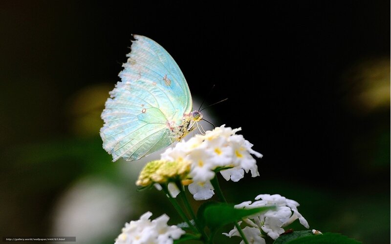 Blue Butterfly on Flower — Serene, Photograph, Green Leaf, Dark Background