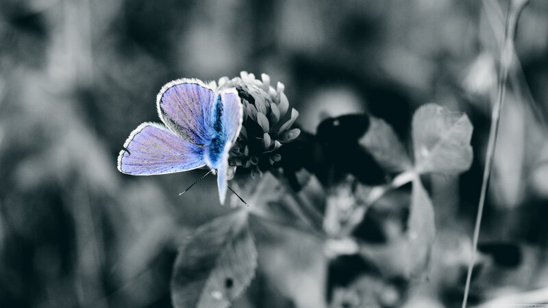 Blue Butterfly on Flower — Serene, Photograph, Leaf