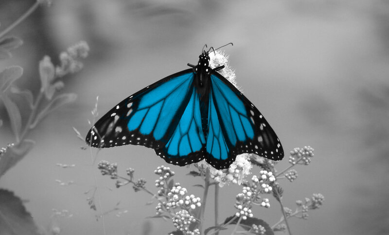Blue Butterfly on Flower — Serene, Photograph, Plant, Insect