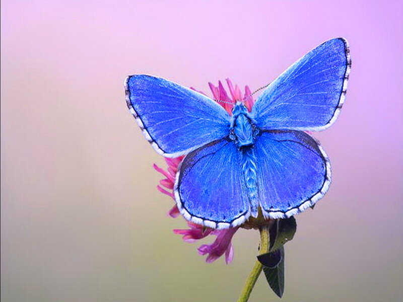 Blue Butterfly on Flower — Serene, Photograph, Stem