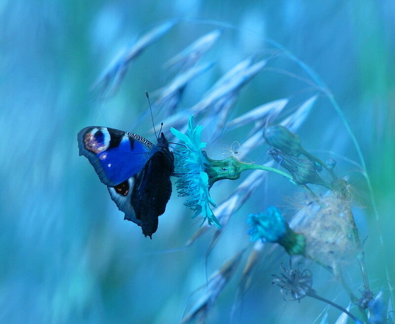 Blue Butterfly on Flower — Serene, Photograph