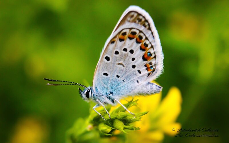 Blue Butterfly on Flower — Serene, Summer