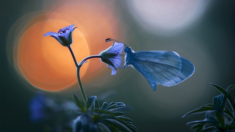 Blue Butterfly on Flower — Serene, Sunset