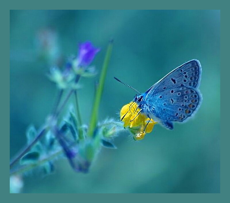 Blue Butterfly on Flower — Serene