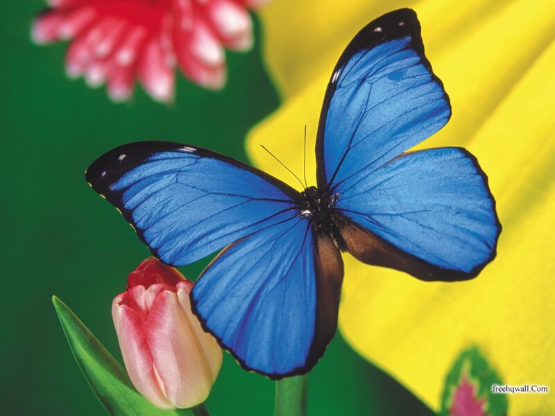 Blue Butterfly on Flower — Vibrant, Photograph