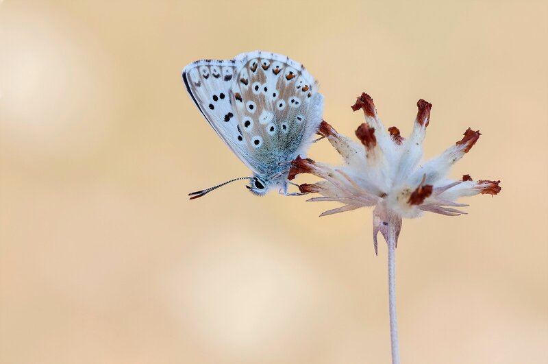 Blue Butterfly on Flower — White, Serene, Afternoon