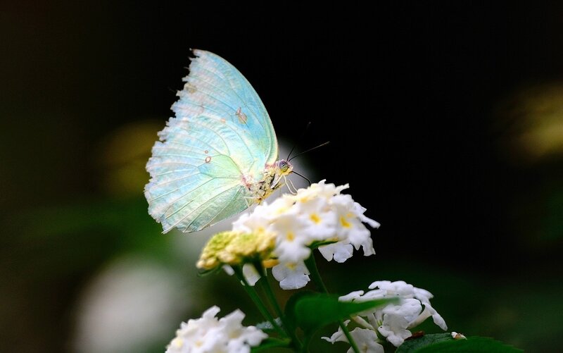 Blue Butterfly on Flower — White, Serene