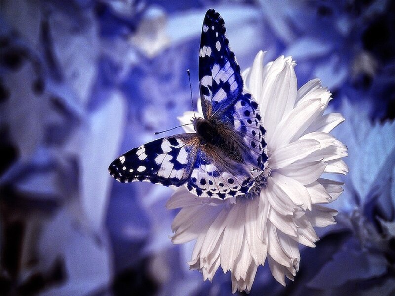Blue Butterfly on Flower — White