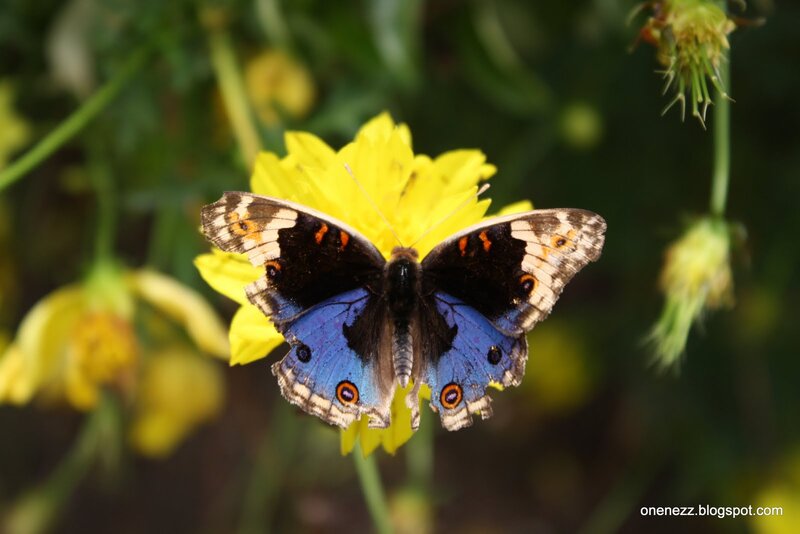 Blue Butterfly on Flower — Yellow, Calm, Afternoon, Photograph