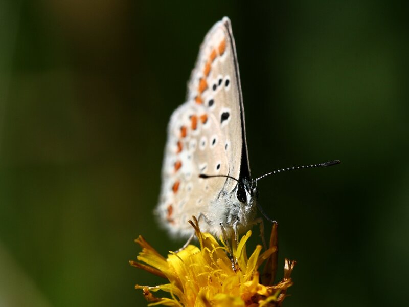 Blue Butterfly on Flower — Yellow, Calm, Afternoon