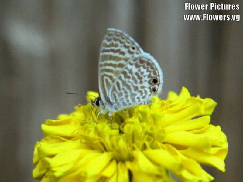Blue Butterfly on Flower — Yellow, Calm, Photograph