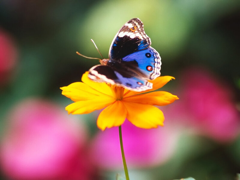Blue Butterfly on Flower — Yellow, Calm