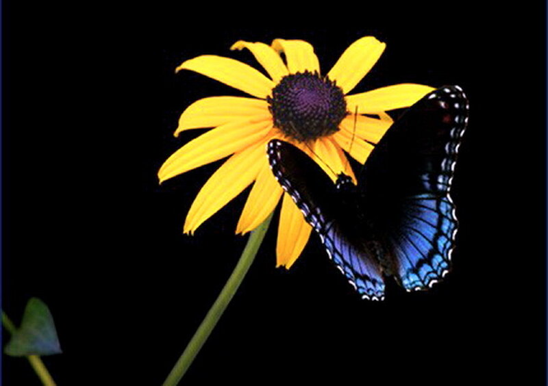 Blue Butterfly on Flower — Yellow, Dramatic, Photograph