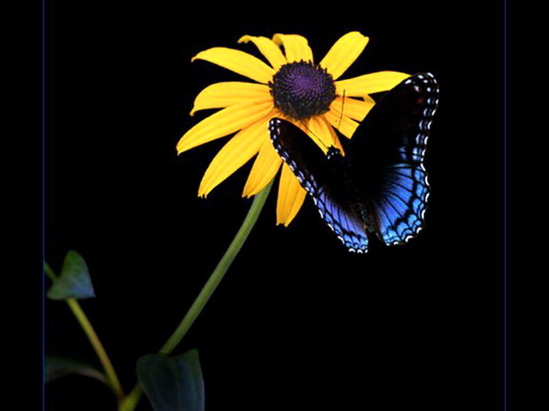 Blue Butterfly on Flower — Yellow, Dramatic