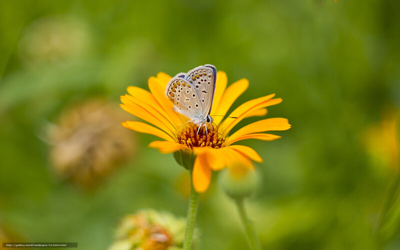 Blue Butterfly on Flower — Yellow, Serene, Afternoon, Photograph, Greenery