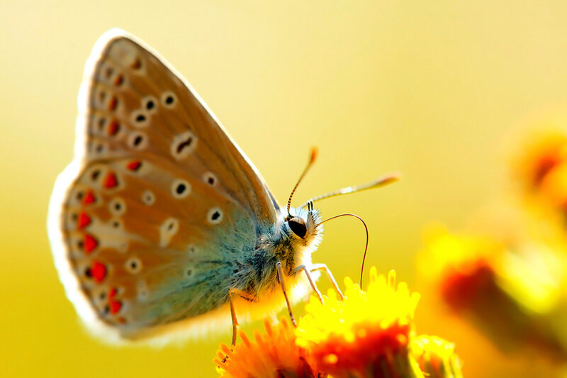Blue Butterfly on Flower — Yellow, Serene, Afternoon, Photograph, Sunlight
