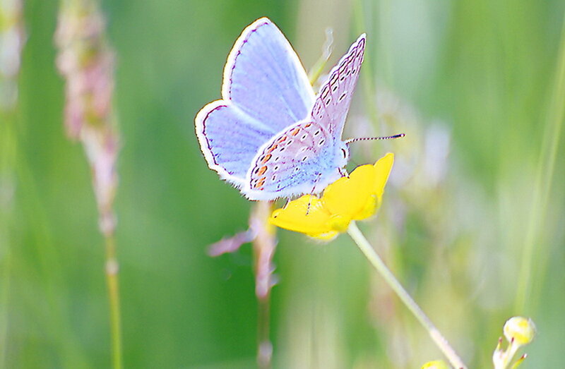 Blue Butterfly on Flower — Yellow, Serene, Afternoon