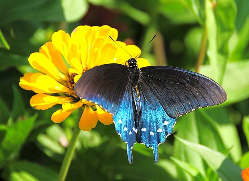 Blue Butterfly on Flower — Yellow, Serene