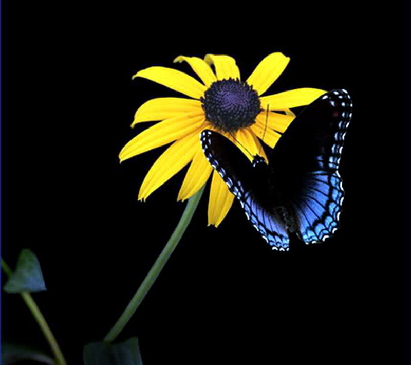 Blue Butterfly on Flower — Yellow