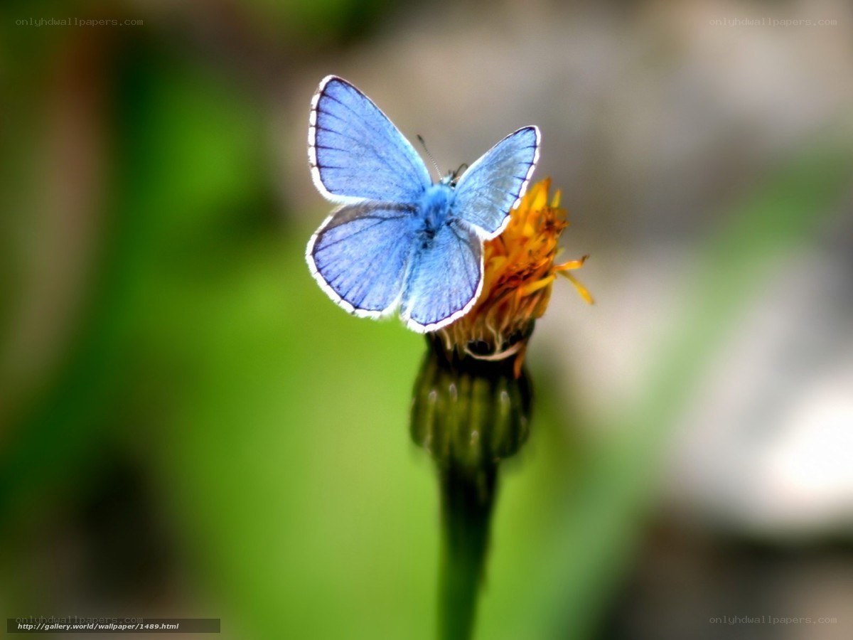 Blue butterfly on flower
