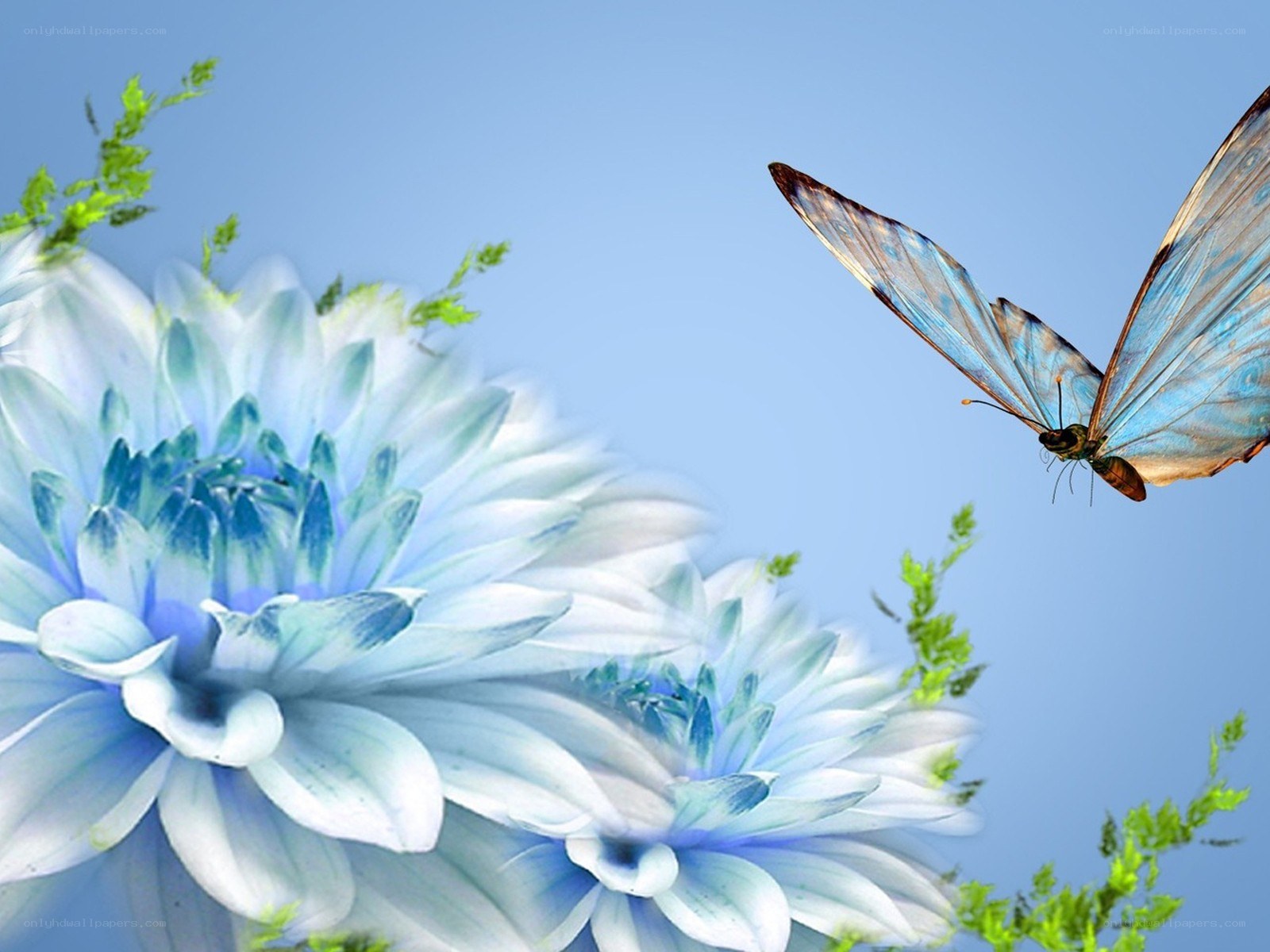 Blue butterfly on flowers