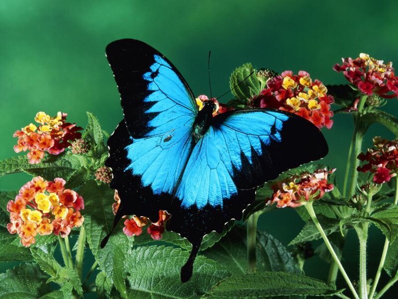 Blue butterfly on flowers