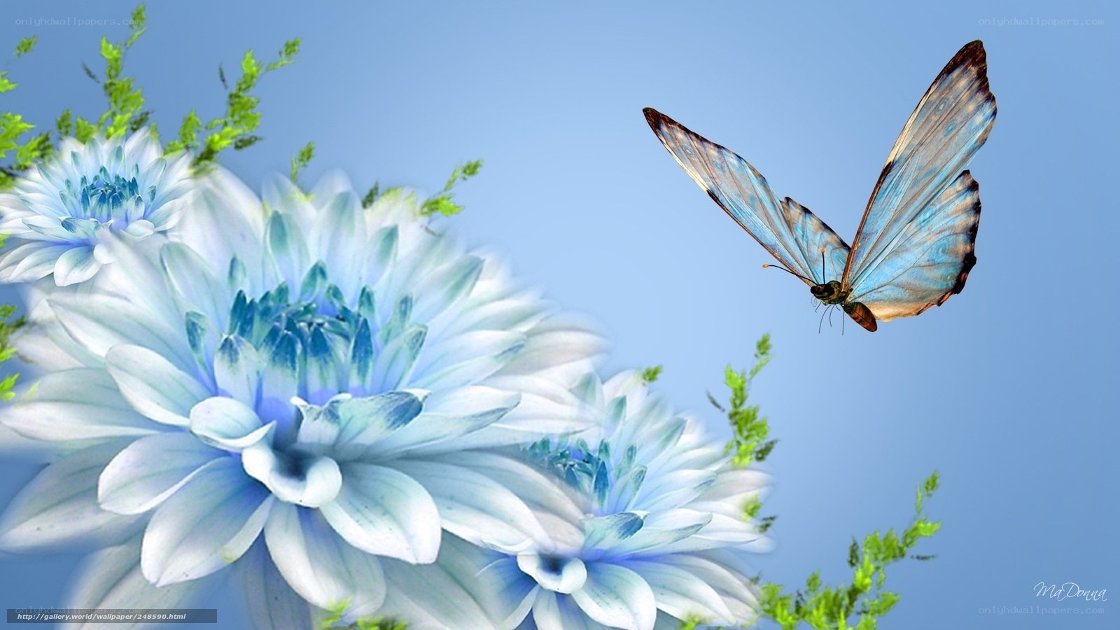 Blue butterfly on flowers