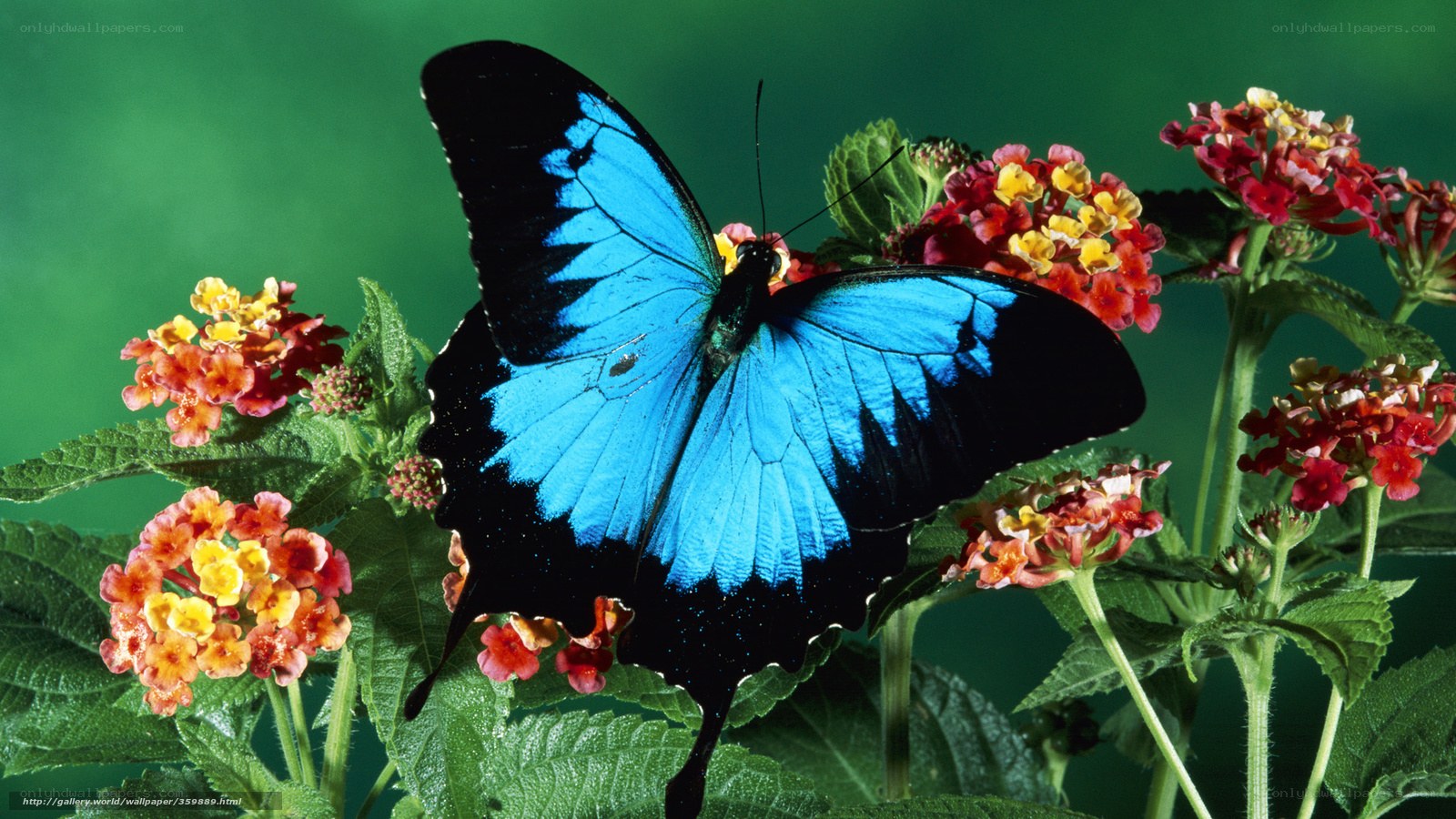 Blue butterfly on flowers