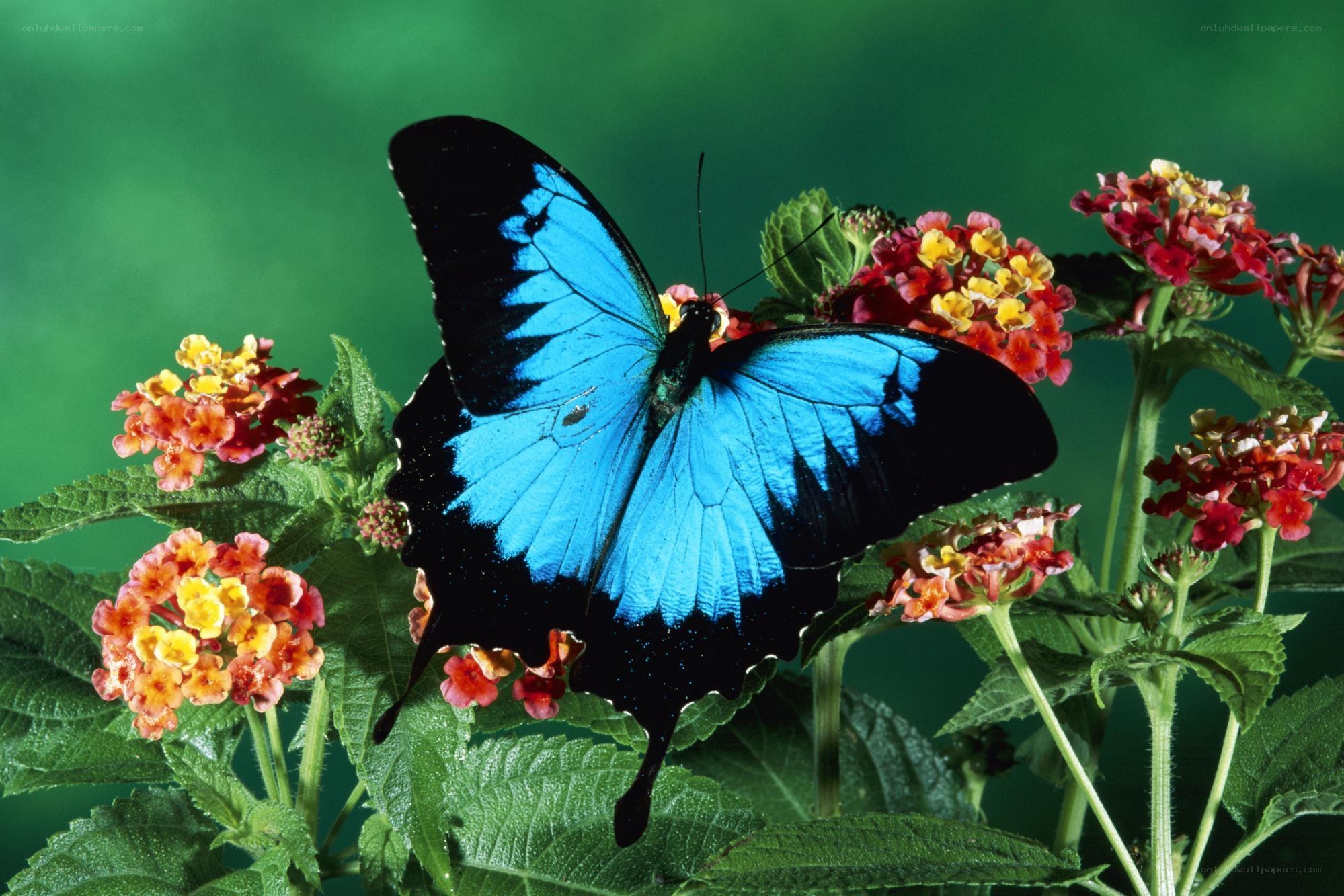 Blue butterfly on flowers