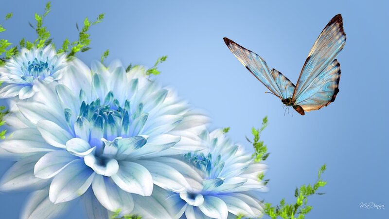 Blue butterfly on flowers