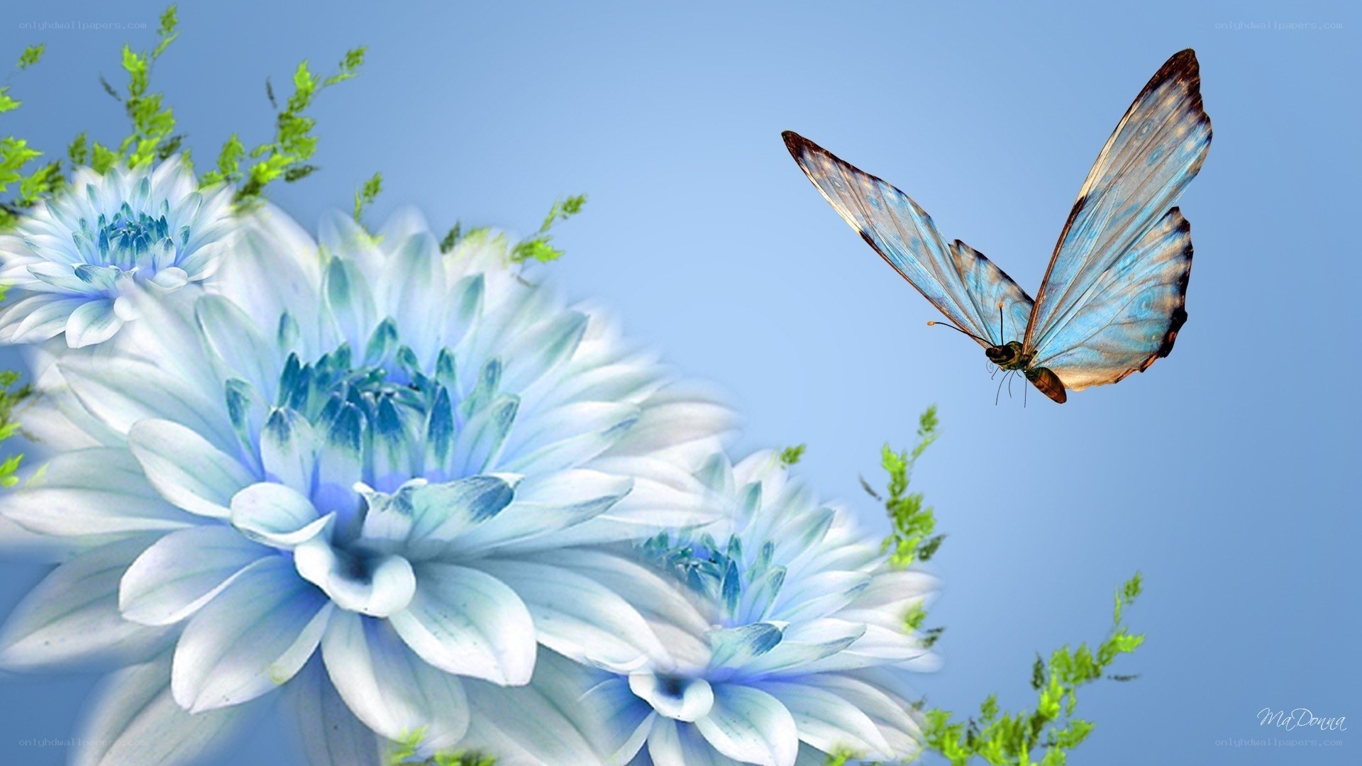 Blue butterfly on flowers
