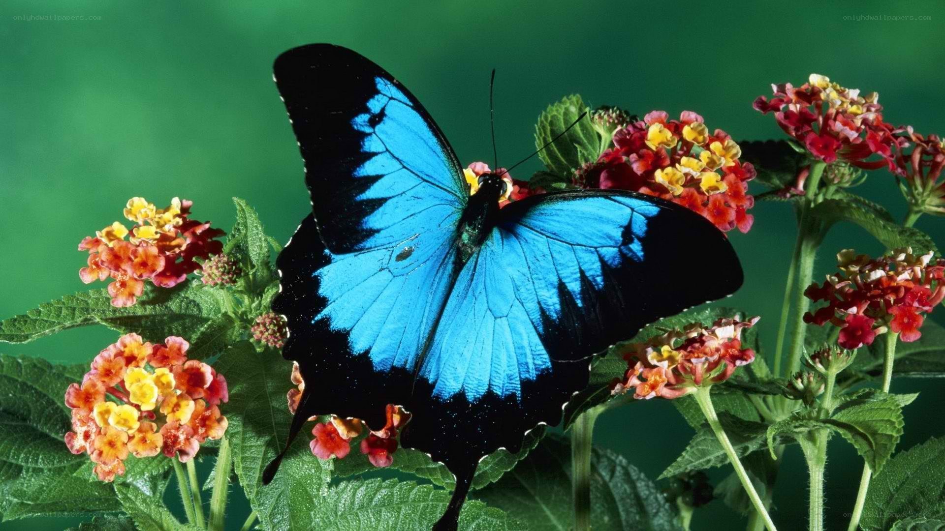 blue butterfly on flowers