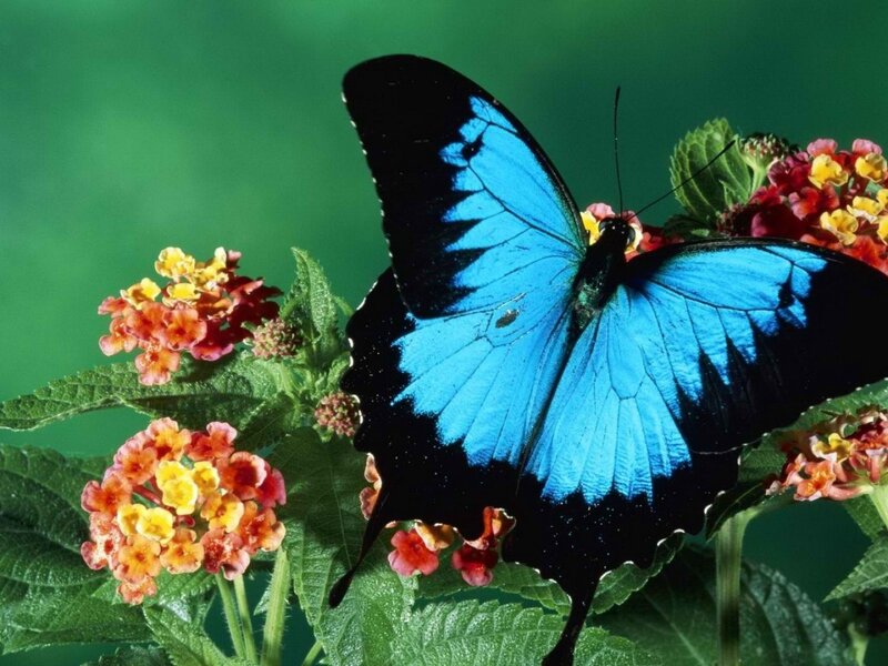 Blue Butterfly on Flowers — Calm, Afternoon, Photograph, Leaves
