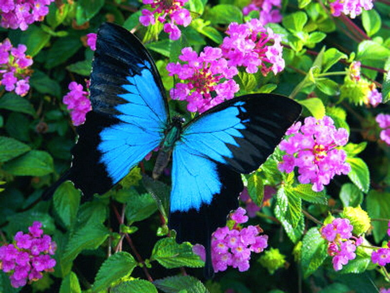 Blue Butterfly on Flowers — Calm, Afternoon