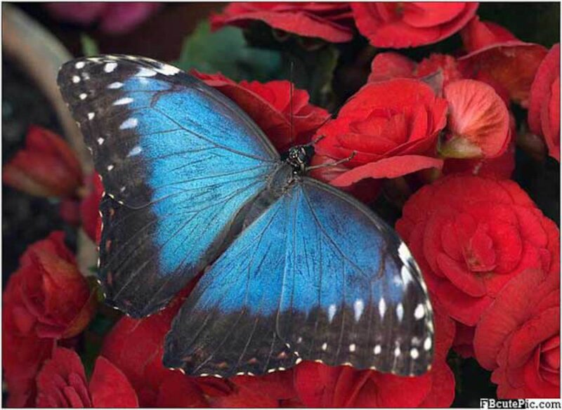 Blue Butterfly on Flowers — Calm, Photograph, Red Flowers