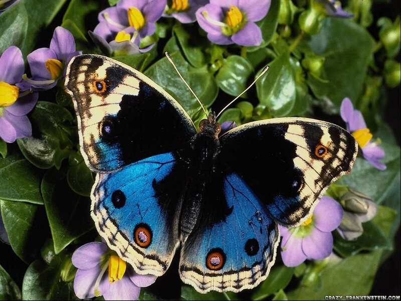 Blue Butterfly on Flowers — Calm, Photograph