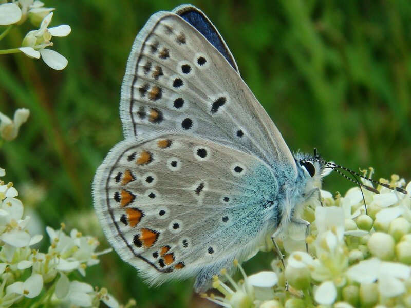 Blue Butterfly on Flowers — Calm, Summer