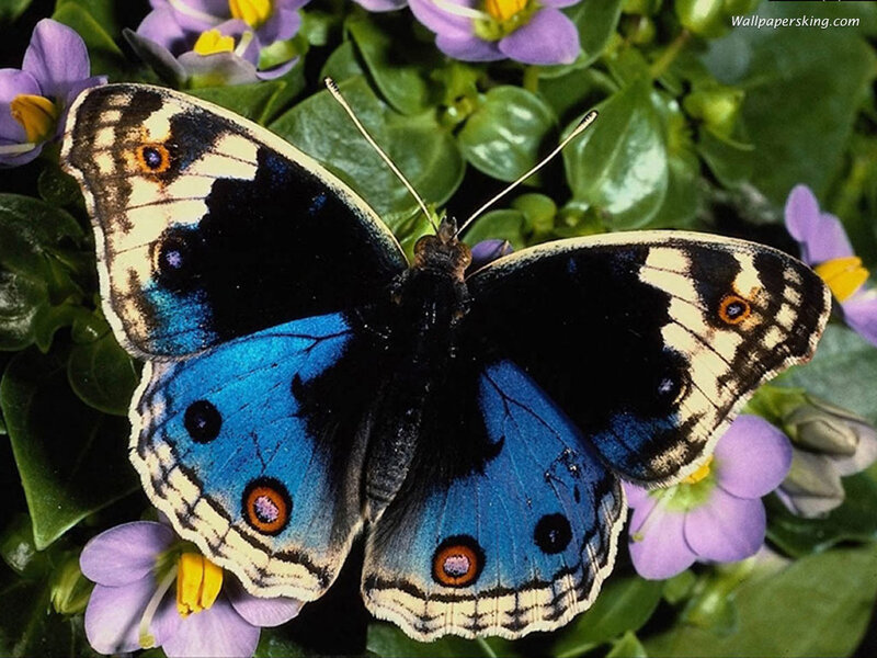 Blue Butterfly on Flowers — Calm