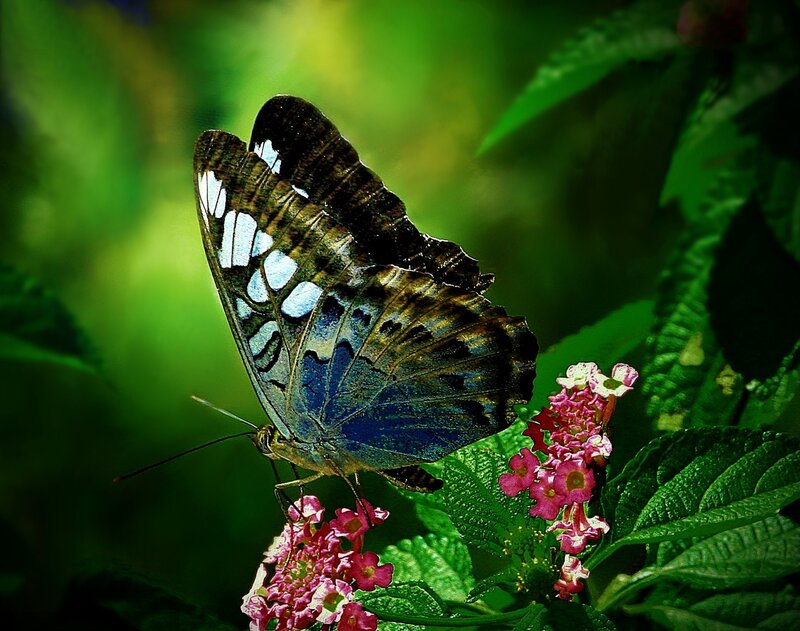 Blue Butterfly on Flowers — Green