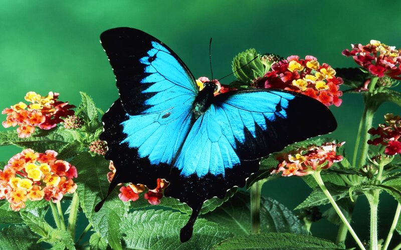 Blue Butterfly on Flowers — Natural, Afternoon, Photograph