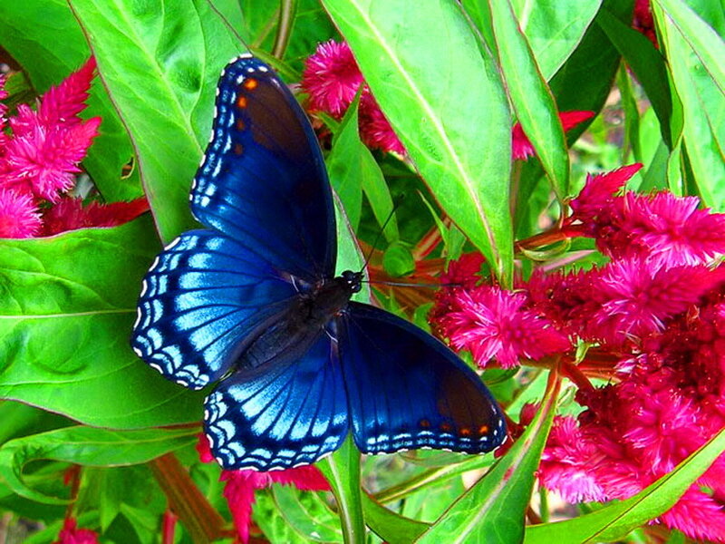 Blue Butterfly on Flowers — Natural, Afternoon