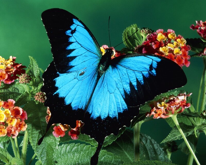 Blue Butterfly on Flowers — Natural, Photograph