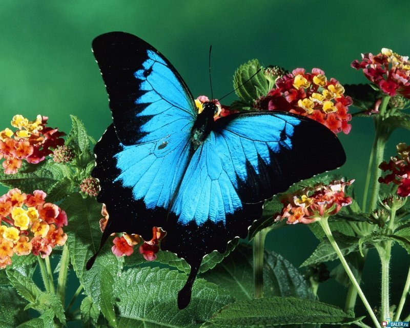 Blue Butterfly on Flowers — Natural