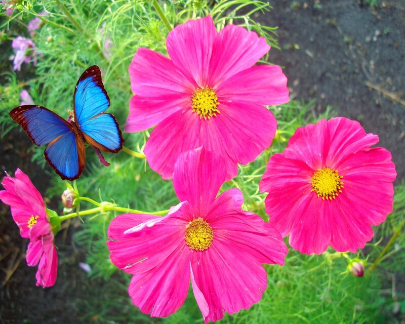 Blue Butterfly on Flowers — Pink, Calm