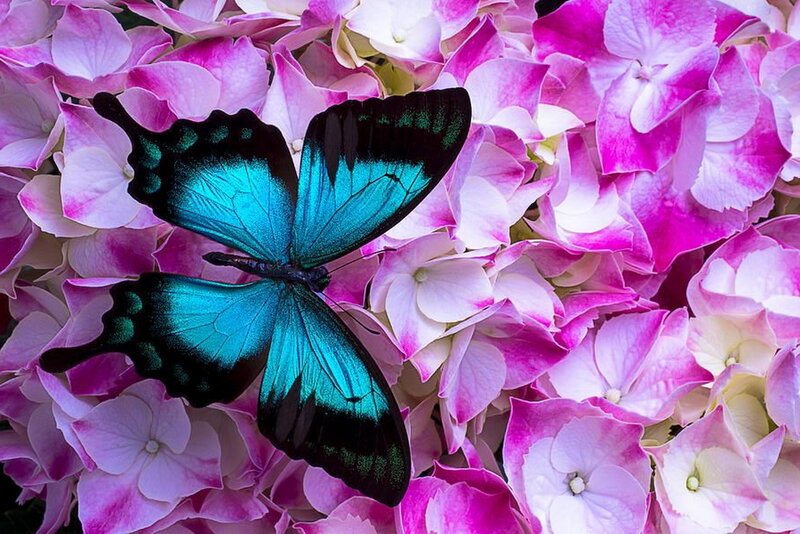 Blue Butterfly on Flowers — Pink, Serene