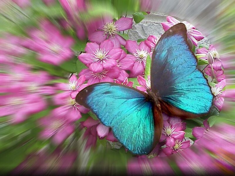 Blue Butterfly on Flowers — Pink